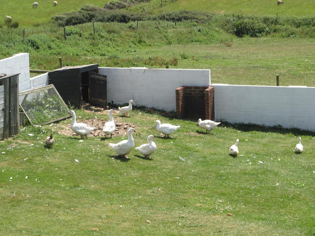 Upton Cross B&B Bude Exterior foto